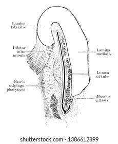 This Illustration Represents Eustachian Tube, Vintage Line Drawing Or Engraving Illustration.