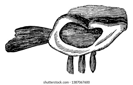 This illustration represents External Ear and Muscles, vintage line drawing or engraving illustration.