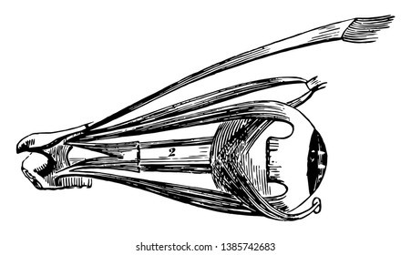 Diese Illustration stellt The Eyeball mit seinem Muskel, Vintage-Linie Zeichnung oder Gravur-Illustration dar.