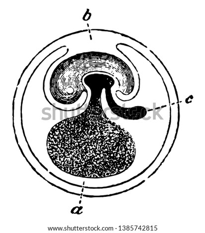 This illustration represents Fecundated Egg, vintage line drawing or engraving illustration.