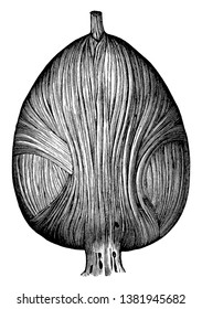 This illustration represents Fibers of the Bladder, vintage line drawing or engraving illustration.