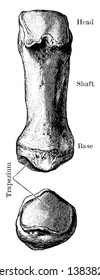 This illustration represents First Metacarpal Bone, vintage line drawing or engraving illustration.