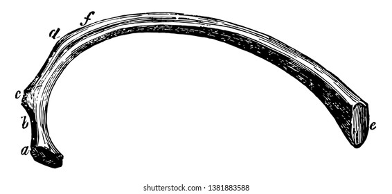 This illustration represents Fourth Rib, vintage line drawing or engraving illustration.