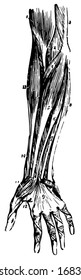 This illustration represents Front Forearm Muscles, vintage line drawing or engraving illustration.