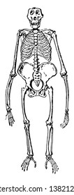 This illustration represents Front View of Gorilla Skeleton, vintage line drawing or engraving illustration.