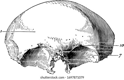 This illustration represents Frontal Bone of the Human Skull, vintage line drawing or engraving illustration.