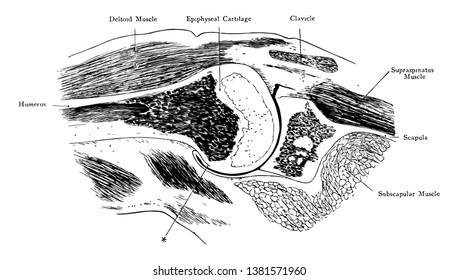 Diese Illustration stellt die Frontal-Sektion durch Schultergelenk, Vintage-Linienzeichnung oder Gravur-Illustration dar.
