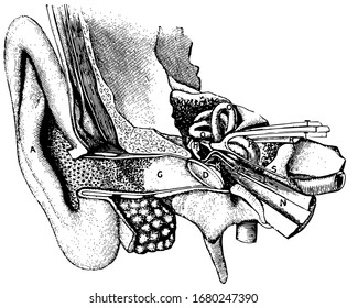 This illustration represents General view of organ of hearing, vintage line drawing or engraving illustration.