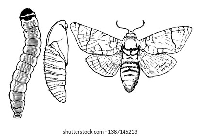 This illustration represents Goat Moth Stages, vintage line drawing or engraving illustration.