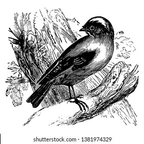 This illustration represents Gold Crested Wren, vintage line drawing or engraving illustration.