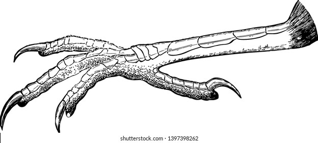 This illustration represents Grackle Foot vintage line drawing or engraving illustration.