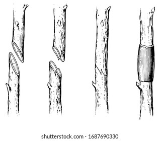 This illustration represents Grafting which is a horticultural technique whereby tissues of plants are joined so as to continue their growth together, vintage line drawing or engraving illustration.