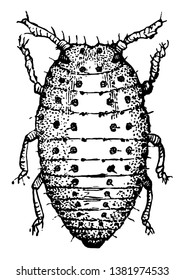 This illustration represents Grape Gall Louse, vintage line drawing or engraving illustration.