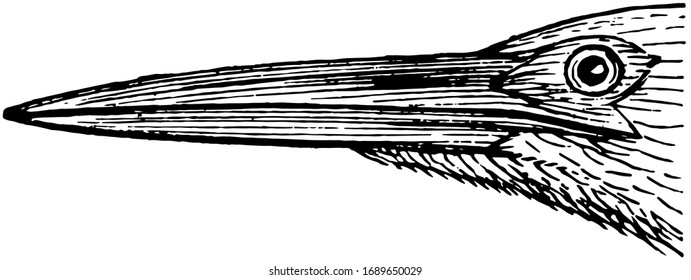 Esta ilustración representa Heron Bill, dibujo de líneas antiguas o ilustración de grabado.