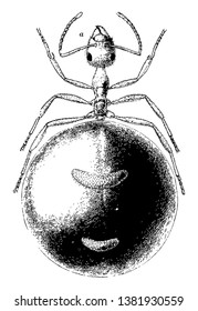 Esta ilustración representa ilustración de la hormiga de miel replete, dibujo de línea vintage o ilustración de grabado.