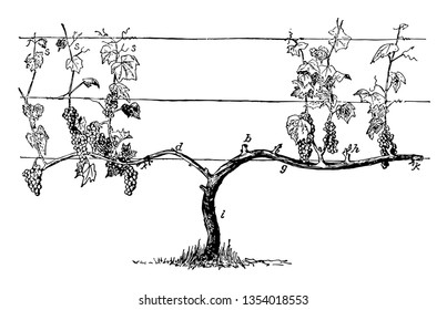 This illustration represents Ideal Vine for Cane Renewal before matures into older wood that may be used as a trunk or cordon vintage line drawing or engraving illustration.