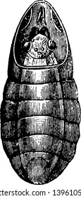 This illustration represents Imago of Bot fly Emerging vintage line drawing or engraving illustration.