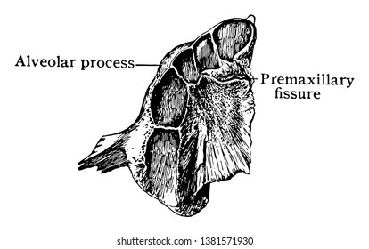 This illustration represents Inferior Surface of Upper Jaw at Birth, vintage line drawing or engraving illustration.