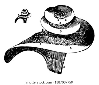 Esta ilustración representa la cavidad interior del oído, dibujo vintage de línea o ilustración de grabado.
