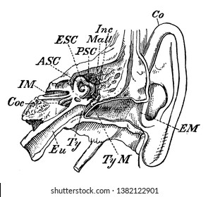 This illustration represents Inner Ear, vintage line drawing or engraving illustration.