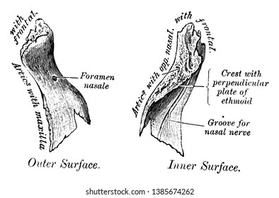 This illustration represents Inner Surface of Nasal Bone, vintage line drawing or engraving illustration.