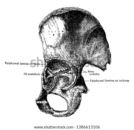 This illustration represents Innominate Bone, vintage line drawing or engraving illustration.
