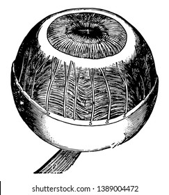Diese Illustration repräsentiert Iris Ciliary Muscle and Coroidea Membrane, Vintage Line Zeichnung oder Gravitation Illustration.