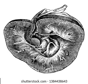 Diese Illustration stellt Niere eines Pferdes, Vintage-Linie Zeichnung oder Gravur-Illustration dar.