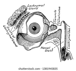 Esta ilustración representa el Aparato Lachrymal del Ojo, dibujo vintage o ilustración de grabado.
