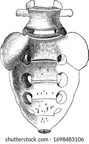 Diese Illustration stellt die letzte Lumbar Verebra und die Sacrum-, Vintage-Linien-Zeichnung oder Gravitation-Illustration dar.