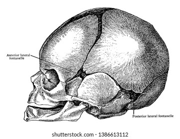 Esta ilustración representa el aspecto lateral del cráneo al nacer, dibujo de línea vintage o ilustración de grabado.