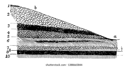 This Illustration Represents Layers Of The Retina, Vintage Line Drawing Or Engraving Illustration.