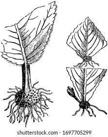 Esta ilustración representa los cortes de hojas en los que se hacen dos cortes de hojas de un tallo con hojas opuestas, dibujo de líneas antiguas o ilustración de grabado.