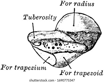 This illustration represents Left Scaphoid, vintage line drawing or engraving illustration.