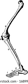 This Illustration Represents Leg Bones, Vintage Line Drawing Or Engraving Illustration.