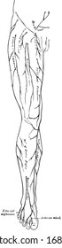 This illustration represents Leg Nerves, vintage line drawing or engraving illustration.