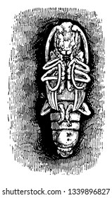 Esta ilustración representa el dibujo o ilustración de la línea vintage de Longhorn Beetle Pupa.