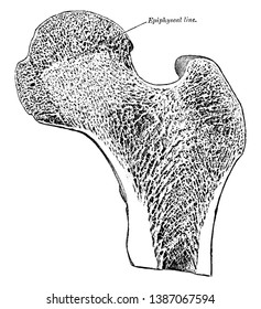 Diese Illustration stellt den Längsschnitt des Femur-Kopfes, die Vintage-Linie Zeichnung oder Gravitation-Illustration dar.