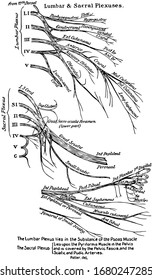 This Illustration Represents The Lumbar And Sacral Plexuses Of The Spinal Nerves, Vintage Line Drawing Or Engraving Illustration.