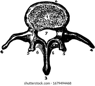 Thoracic Vertebrae Dorsal Vertebrae Upper Side Stock Vector (Royalty ...