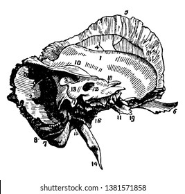 This illustration represents The Mastoid and Petrous Portions of the Temporal Bone, vintage line drawing or engraving illustration.