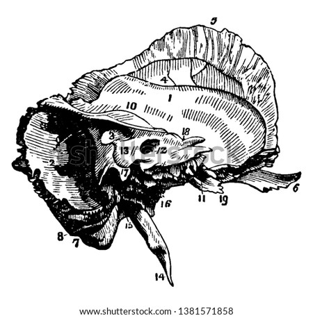 This illustration represents The Mastoid and Petrous Portions of the Temporal Bone, vintage line drawing or engraving illustration.