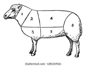 This illustration represents Meat cuts from a sheep, vintage line drawing or engraving illustration.