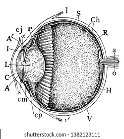 This illustration represents Median Vertical Anteroposterior Section of Eye, vintage line drawing or engraving illustration.