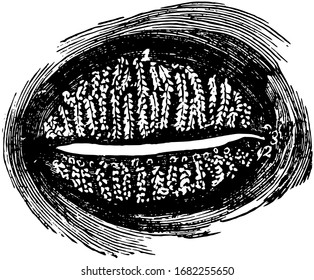 This Illustration Represents Meibomian Glands, Vintage Line Drawing Or Engraving Illustration.