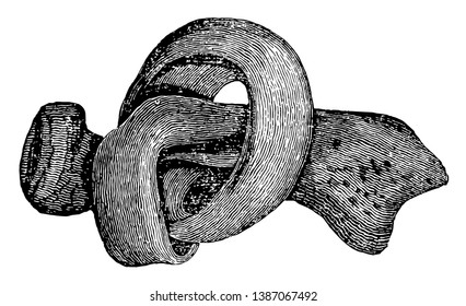 This illustration represents Membranous Portion of Bone, vintage line drawing or engraving illustration.