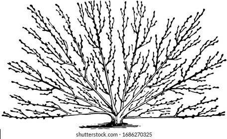 This illustration represents Modified Fan Training where trees are productive attractive and produce a useful crop, vintage line drawing or engraving illustration.