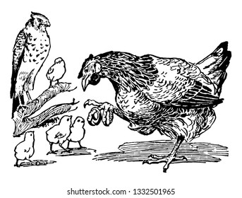 Esta ilustración representa la Madre Hen con chicles para bebés, dibujo de líneas antiguas o ilustración de grabado.