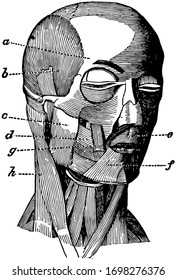 Esta ilustración representa los músculos de la cara y el cuello, dibujo vintage o ilustración grabadora.