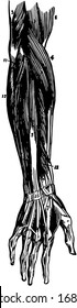 This illustration represents Muscles of the Forearm, vintage line drawing or engraving illustration.